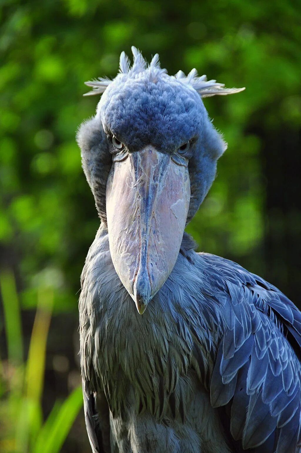 Китоглав видео. Китоглав птица. цапля китоглав. королевский китоглав. shoebill stork птица.