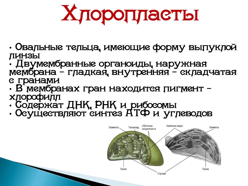 Хлоропласты способны. Функции хлоропластов 10 класс. Хлоропласты функции. Форма хлоропластов.