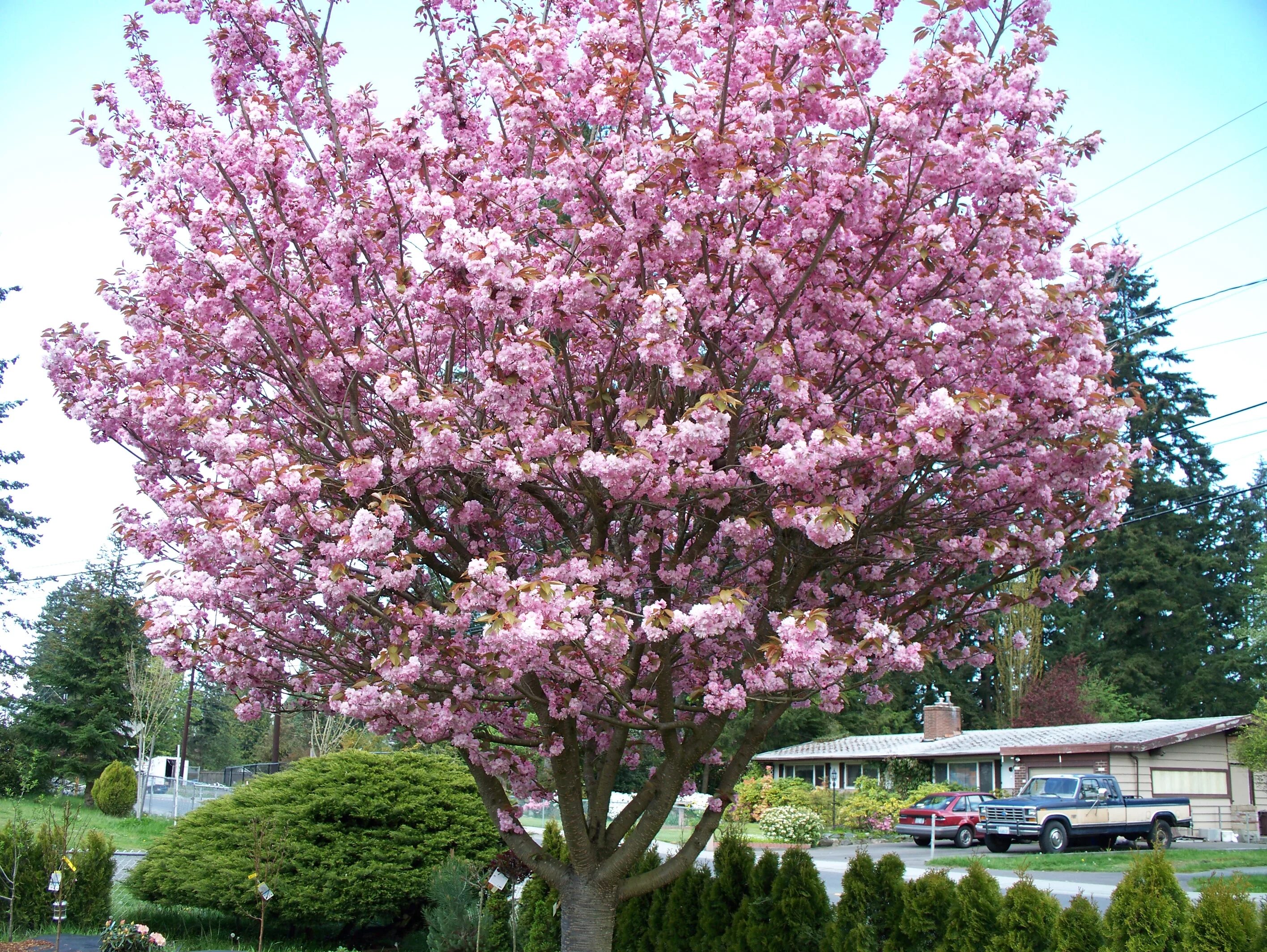 Цветущие деревья фото с названиями. Сакура черри блоссом дерево. Сакура Канзан Вики. Вишня мелкопильчатая Канзан аллея. Прунус блоссом розовый.