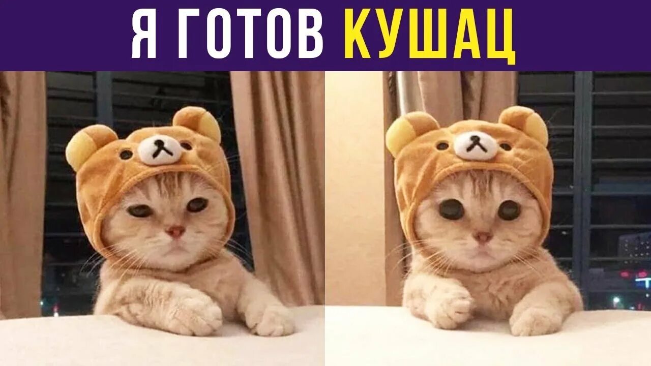 Кушац что это. Кушац Мем. Кушоц кот Мем. Кот кушает Мем. Хочу кушац кот.