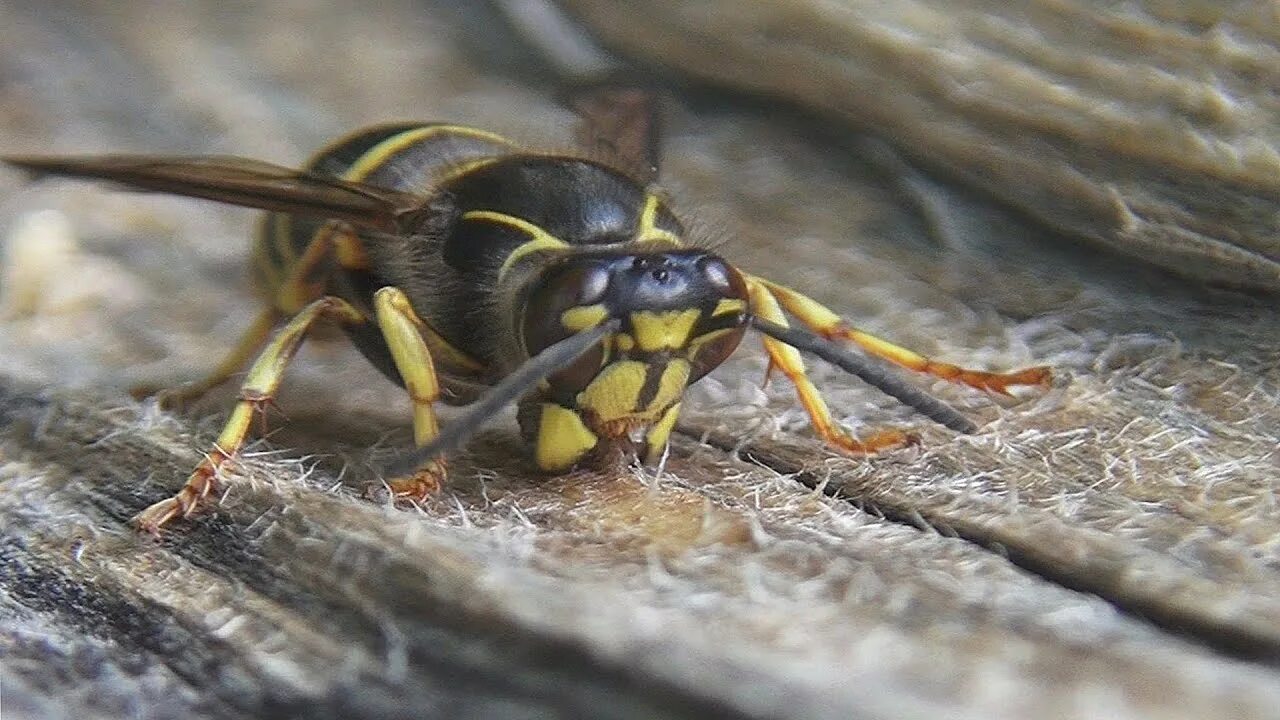 Сколько живут осы. Executioner Wasp Оса. У осы усы. Юлодия насекомое. Роль осы в природе.