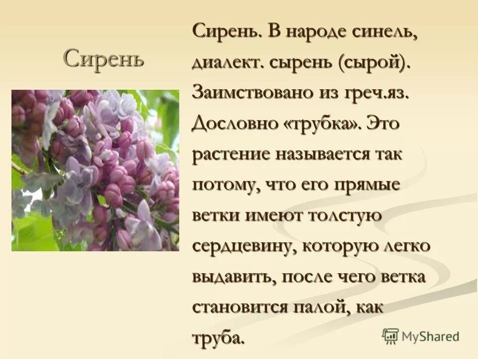 сирень рассуждение. куст сирени произведение. сочинение про сирень. сочинение про сирень. куст сирени куприн герои.