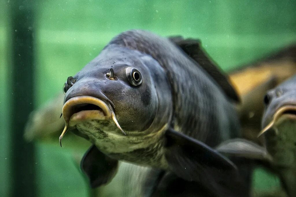 Лицо рыбы. Лицо рыбы. Рыба в анфас. Меланоцет джонсона горбатый морской черт. Рыбка с большими глазами.