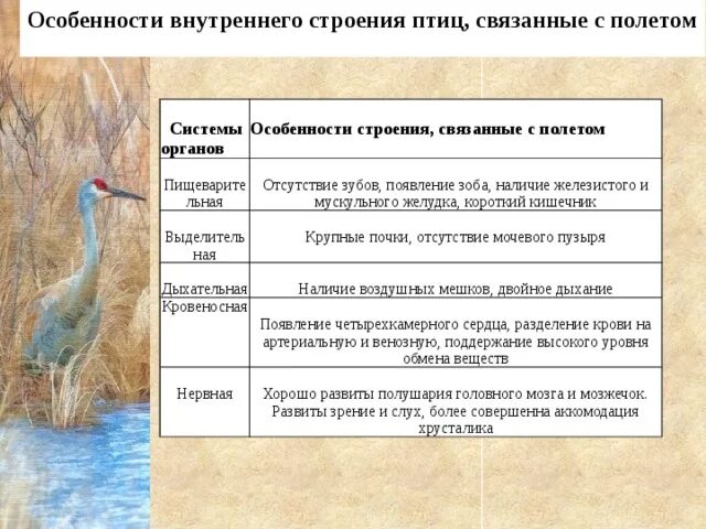 Лабораторная работа строение птицы строение перьев