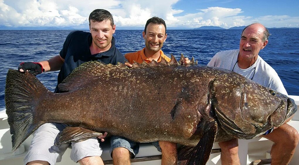 Большая рыба на земле. Морской окунь гигантский Групер. Окунь Голиаф. Голиаф гигантский Групер. Морской окунь гигант Групер.