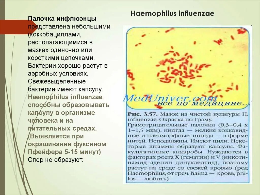 Haemophilus spp у мужчин. Haemophilus influenzae 10^7 koe/тамп. Haemophilus influenzae 10 6 кое/мл. Морфология гемофильной палочки. Гемофильные бактерии.