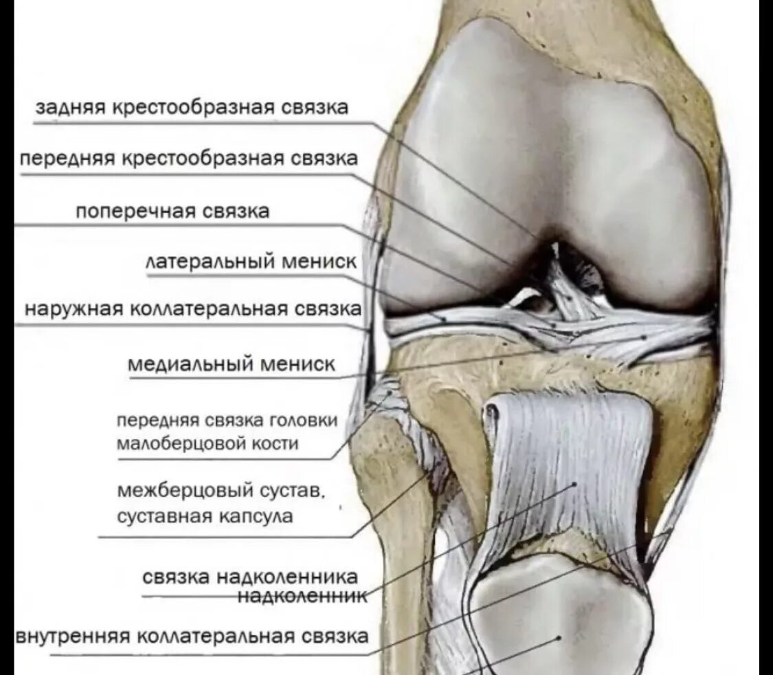 Строение колена-мениск анатомия. Мениски коленный сустав анатомия человека. Сухожилия коленного сустава анатомия. Поперечная связка коленного сустава анатомия.