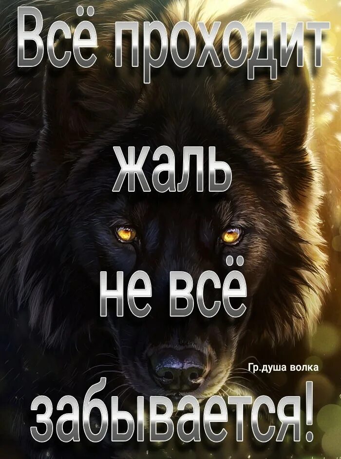 Душа волка песня. Душа волка. Волки душа волка. Группа волки душа волка. Волки душа в душу.