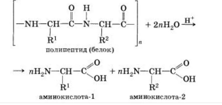 2 при гидролизе белка образуются. Гидролиз белков в общем виде. Гидролиз белков в организме реакция в общем виде. Гидролиз белков формула. Расщепление белков формула.