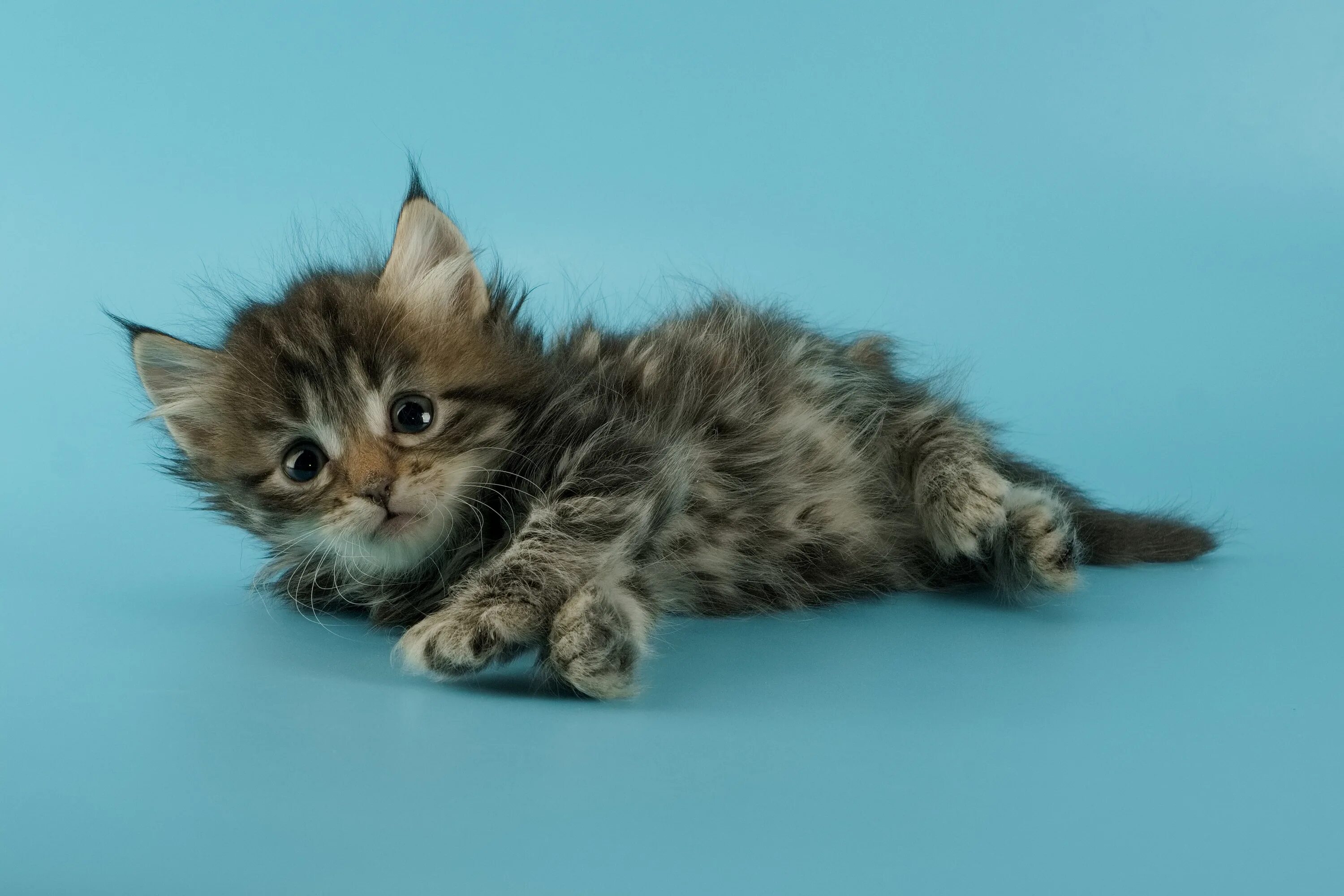 Continuation of the story with kittens from under the bush. - gollum.space