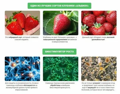 Сколько живет клубника