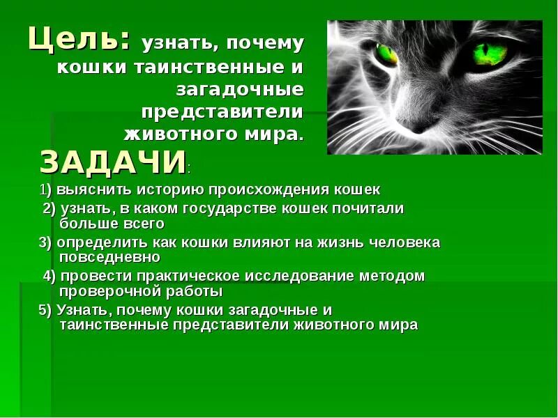 Исследовательский проект про кошек Project cats