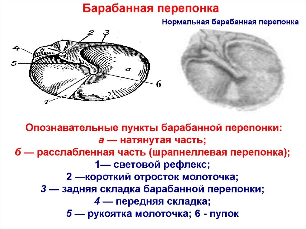 Наличие барабанной перепонки