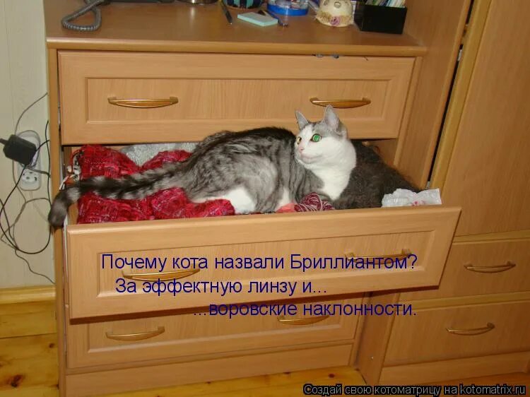 Кот бегемот приколы. Почему кот звали. Как назвать котенка. Клички для котят. Кот бегемот его бегемот зовут.
