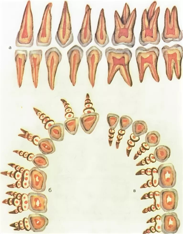 Анатомия зубов верхней челюсти каналы. Топография каналов зубов верхней и нижней челюсти. Анатомия корневых каналов зубов верхней и нижней челюсти.