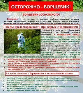 Борщевик сосновского чем опасен для человека