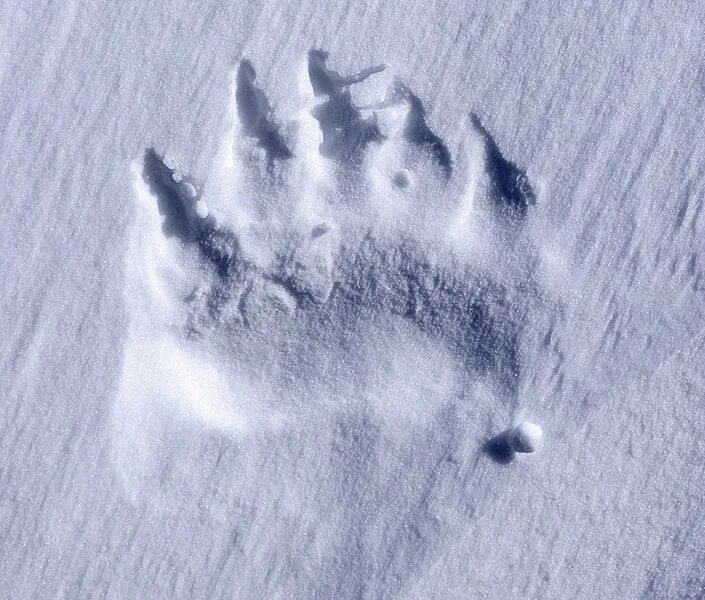 Следы белого медведя. След медведя. Отпечаток следа медведя. След лапы белого медведя. Лапка на снегу
