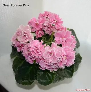 Forever pink