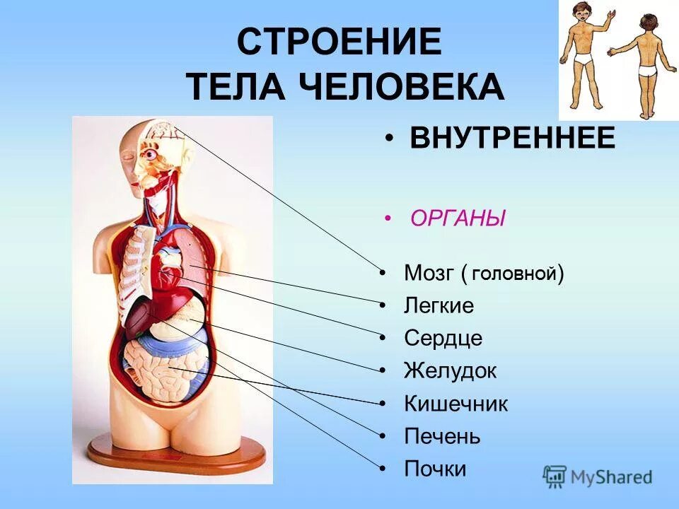 Где есть орган. Структура человека внутренние органы. Внутренние органы человека строение внутренности. Строение внутренних органов человека с описанием. Внутреннее строение организма человека схема расположения.