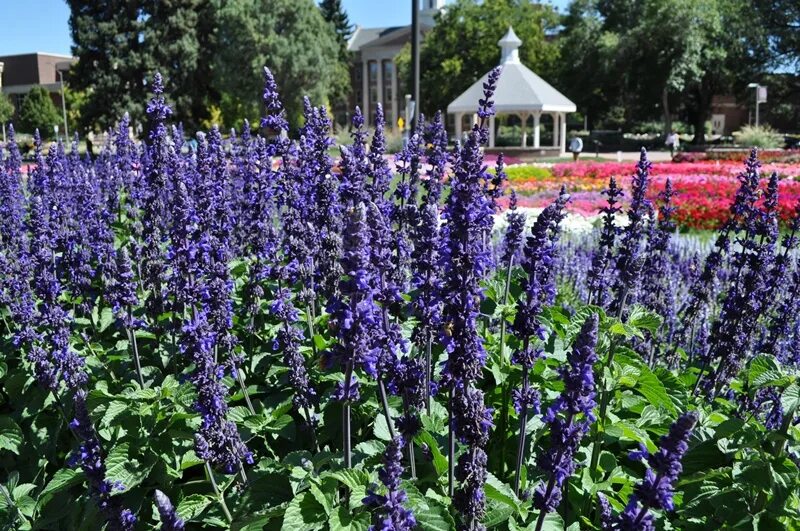 Сальвия дивинорум. Шалфей лекарственный (salvia officinalis). Шалфей дубравный blauhugel. Шалфей большой. Шалфей лавандоволистный.