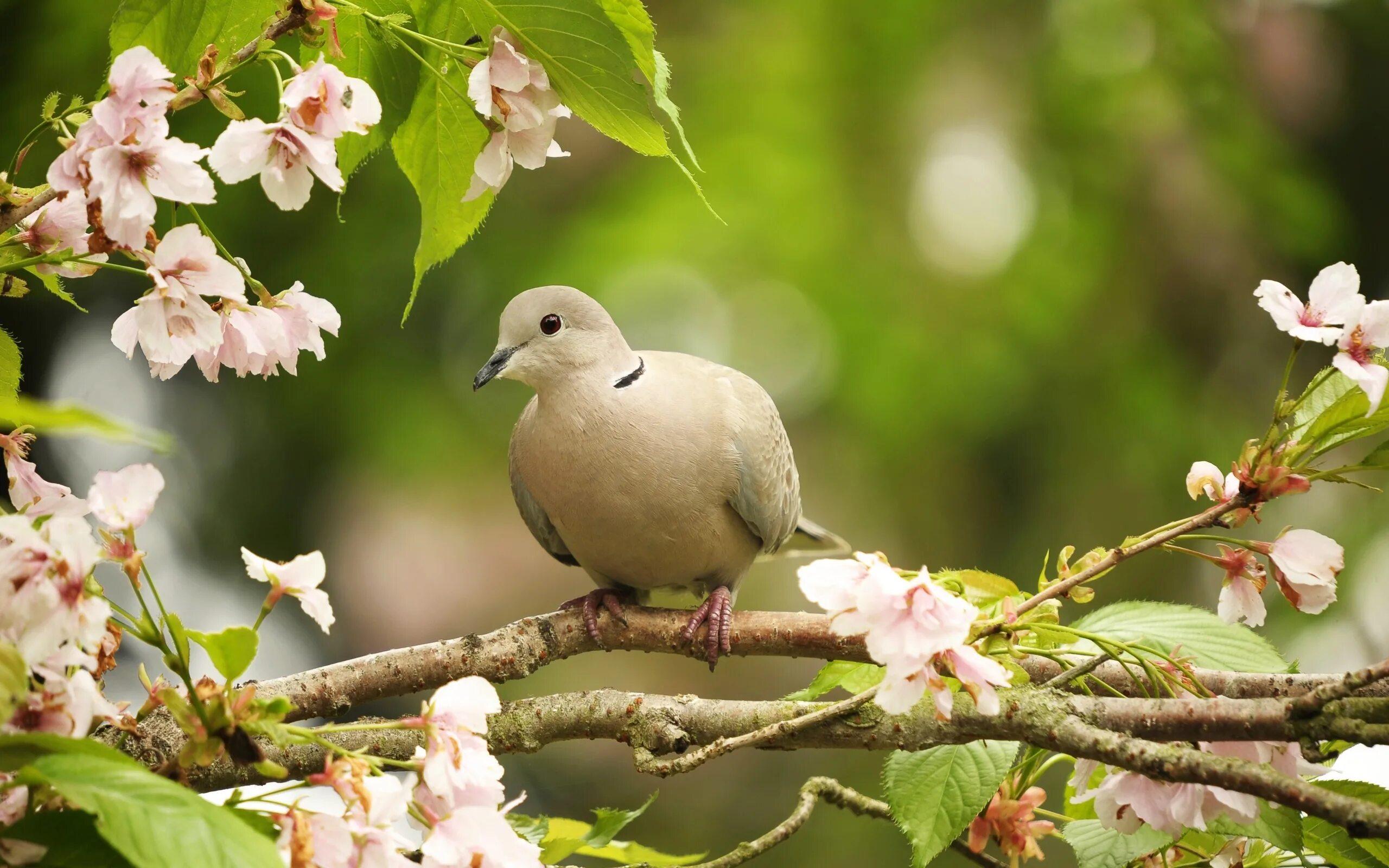 Природа птицы. Птица на цветущей ветке. Весенние птички.