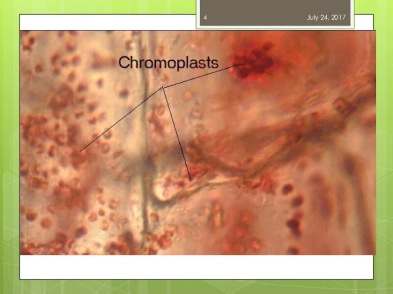 Микропрепарат хромопласты. Хромопласты томата микроскопом. Хромопласт микрофотография. Хромопласты шиповника. Клетка мякоти рябины