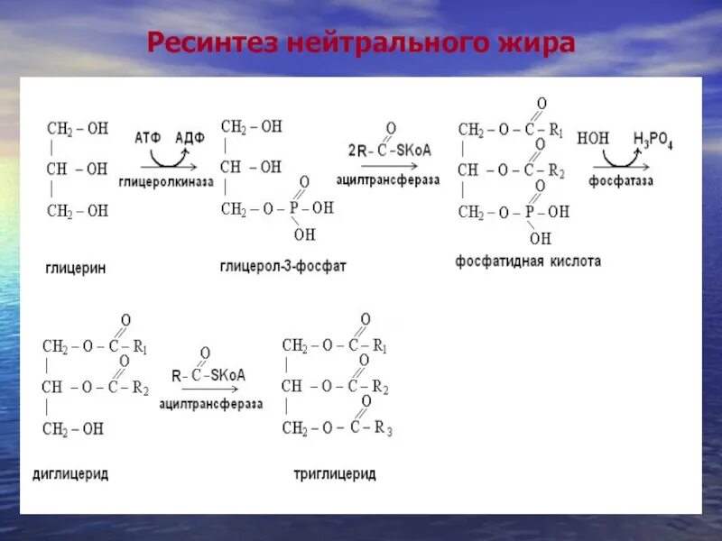 Переваривание нейтрального жира. Ресинтез фосфолипидов реакции. ресинтез липидов схема. ресинтез жира в стенке кишечника.. ресинтез липидов слизистой кишечника.