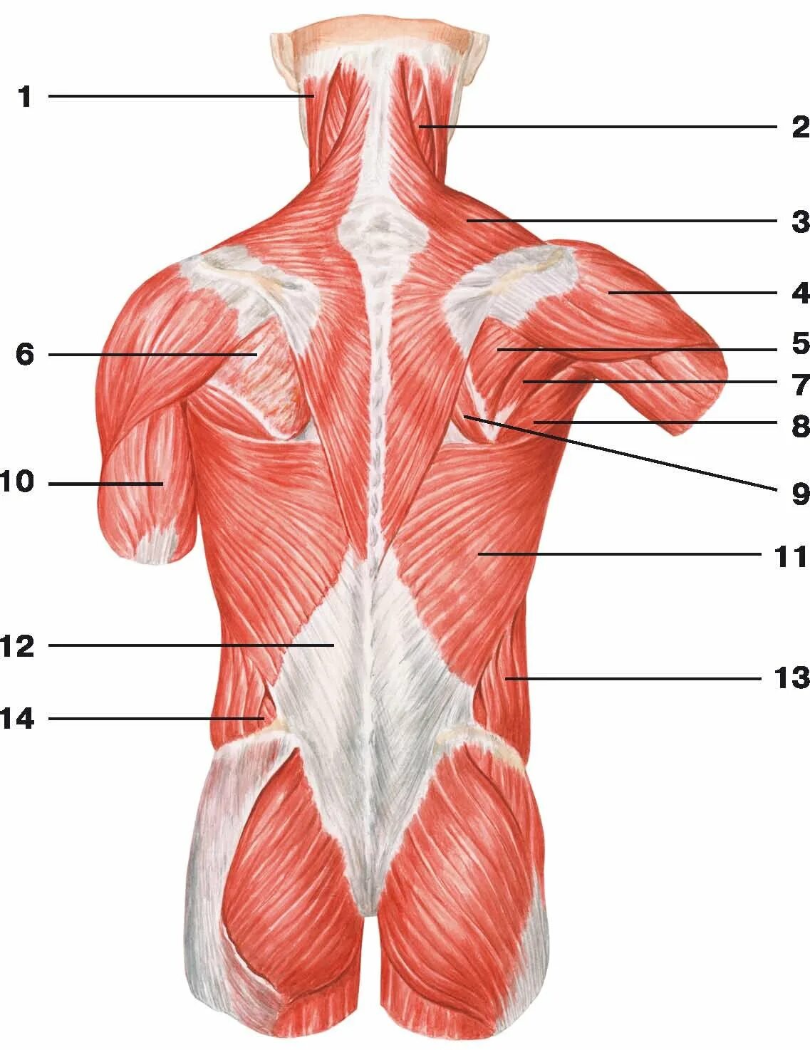 Поясница где. Мышцы и фасции спины анатомия. Атлас анатомии человека мышцы спины. Мышцы спины анатомия атлас.