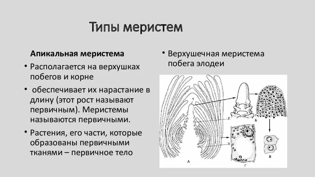 Высшие растения состоят из тканей