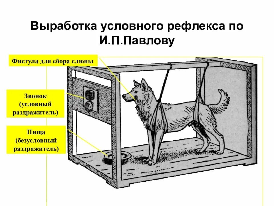 Раздражитель условных рефлексов