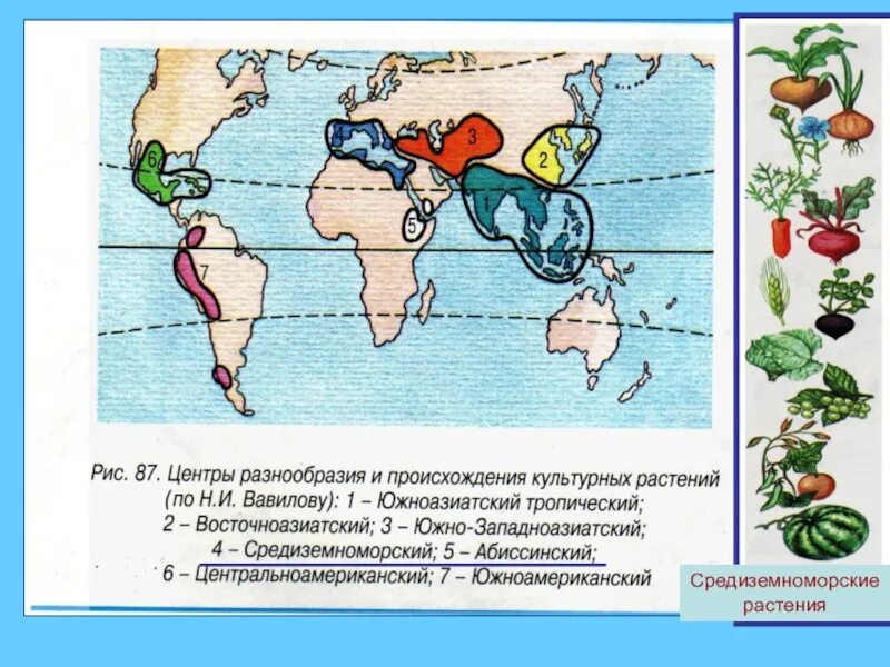 Вавилов центры происхождения культурных растений таблица. 12 Первичных центров происхождения культурных растений. Таблица Вавилова центры происхождения культурных растений. Центр происхождения культурных растений таблица по биологии