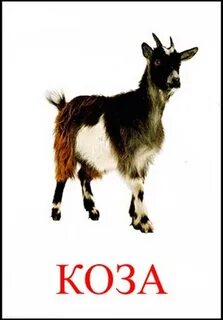 Слово козленок
