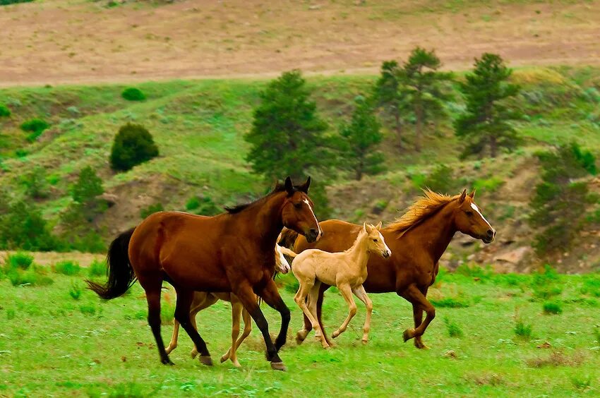 Лошадиная семья фото. Семья лошадей. Family horses. Семья лошадей с жеребенком. Две лошади.