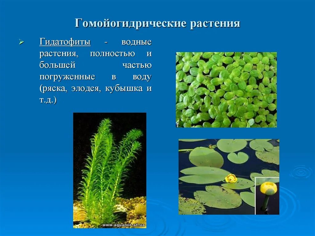 Экологическая группа гидрофиты. Гидрофит Элодея. Кубышка Элодея. Гидатофиты и аэрогидатофиты. Элодея Ряска.