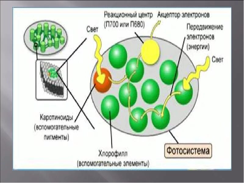 Пигменты фотосинтеза в хроматофоре. Фотосистема строение. Хроматофор строение. Хроматофор фотосинтез. Хроматофор и хлоропласт.