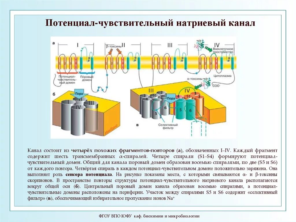 Домен канал. Структура натриевого канала. Натриевые каналы схема. Потенциал-управляемые натриевые каналы. Строение натриевого канала.