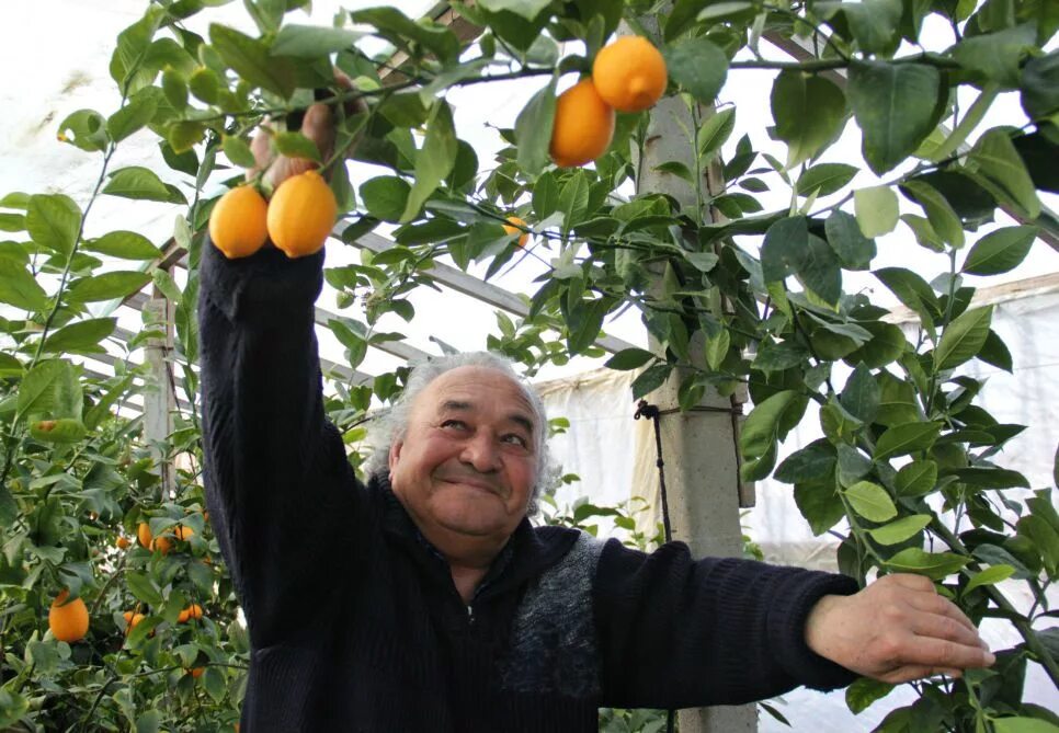 Ташкентский лимонарий. Лимонарий Eco - Citrus. Лимонарий в Крыму. Плантация Лимонов Крым. Что выращивают в крыму