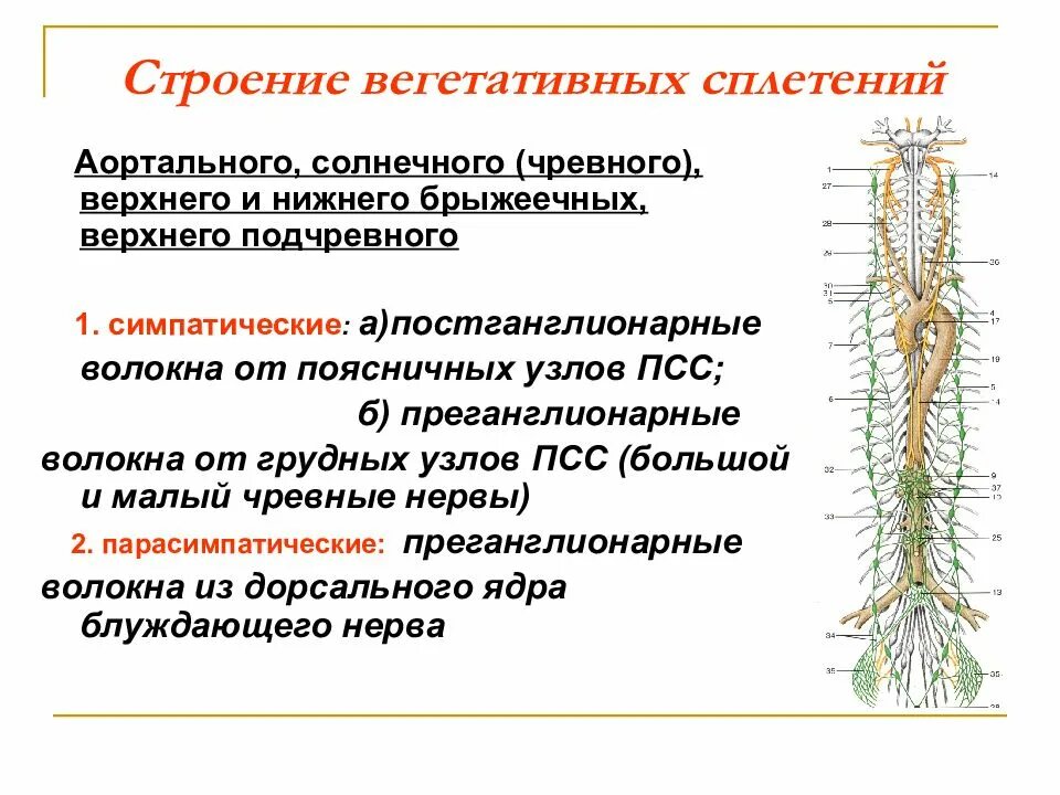 Функция вегетативных узлов
