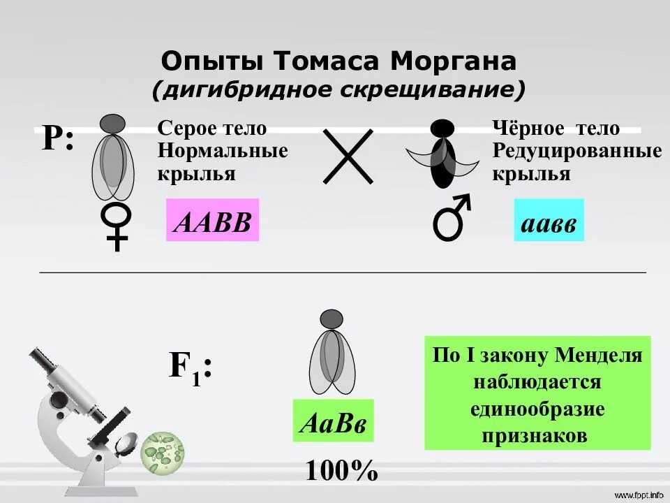 Закон Томаса Моргана сцепленное наследование. Сцепленное наследование Моргановские опыты. Теория сцепленного наследования