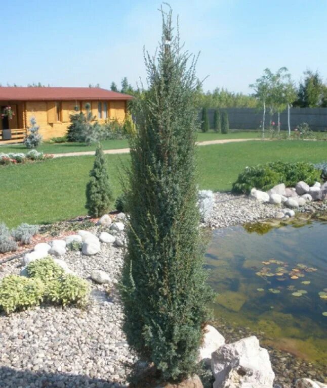 можжевельник обыкновенный (сорт 'sentinel'). можжевельник обыкновенный мейра. можжевельник хиберника. можжевельник обыкновенный сентинел. можжевельник сентинел - juniperus communis sentinel.