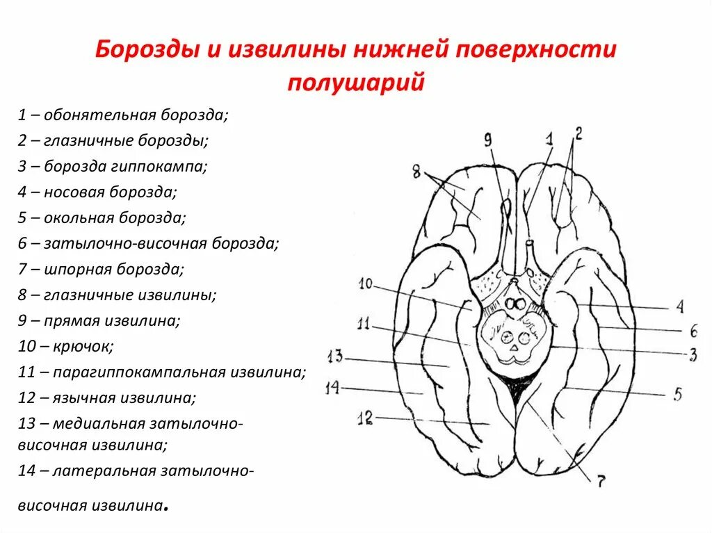 Нижняя поверхность мозга. Борозды и извилины медиальной и базальной поверхности. Нижняя поверхность головного мозга борозды. Борозды и извилины нижней поверхности полушария большого мозга. Базальная поверхность мозга схема.