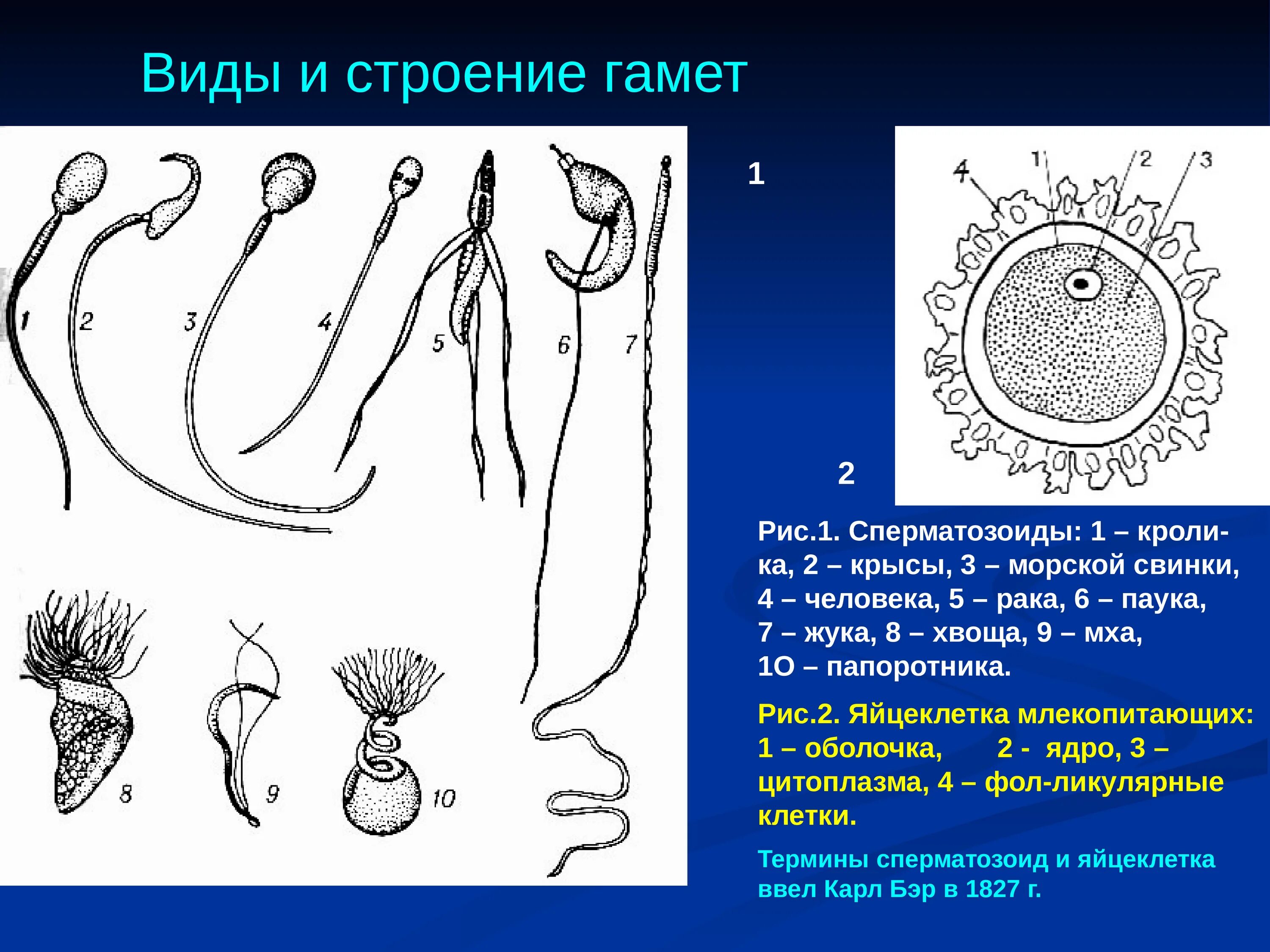 5 мужская гамета. Сперматозоид саговника. Строение сперматозоида морской свинки. Мужские половые гаметы. Строение сперматозоида млекопитающего.