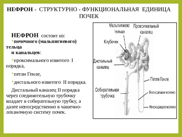 Нефрон структурно-функциональная единица почки. Структурная единица почки. Структурные и структурно-функциональная единицы почки. Нефрон структурная единица почки. Структурная функциональная единица почки называется