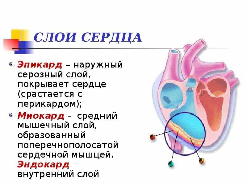 Миокард латынь. Эпикард строение сердца строение. Перикард эпикард миокард эндокард. Строение сердца эпикард миокард. Эндокард анатомия.