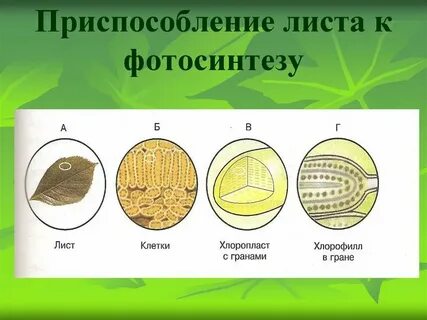 Какие приспособления к переживанию