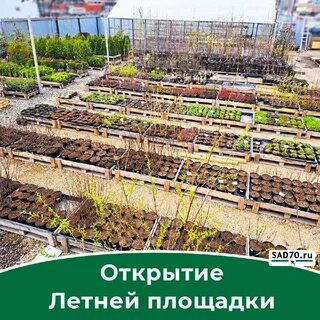 Томск садовый