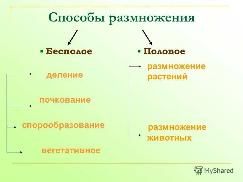 Каковы особенности бесполого размножения 6 класс