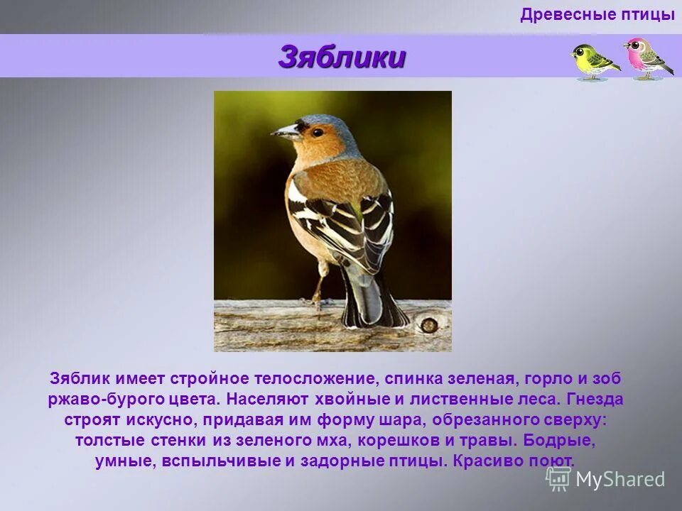 Что будет без птиц. Зяблик описание. Зяблик птица описание. Сообщение про зяблика. Гнездо зяблика.