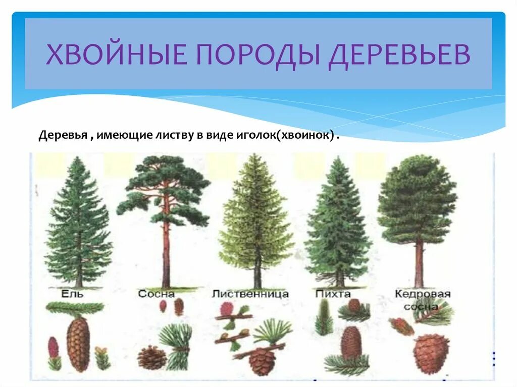 К хвойным породам относятся породы. Хвойные деревья. Хвойные породы деревьев. Хвойные и лиственные породы деревьев. Перечень хвойных деревьев.