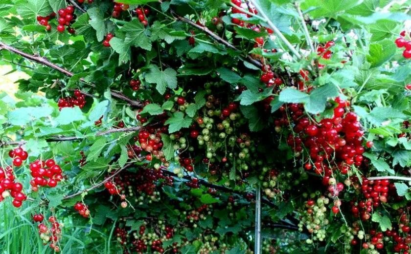 Смородина красная джонкер ван тетс. Красная смородина сорт йонкер ван тетс. Джокер смородина. Смородина красная ровада. Смородина сорт джонкер ван.